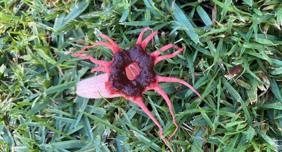 The anemone stinkhorn growing in the Sydneysider's yard.