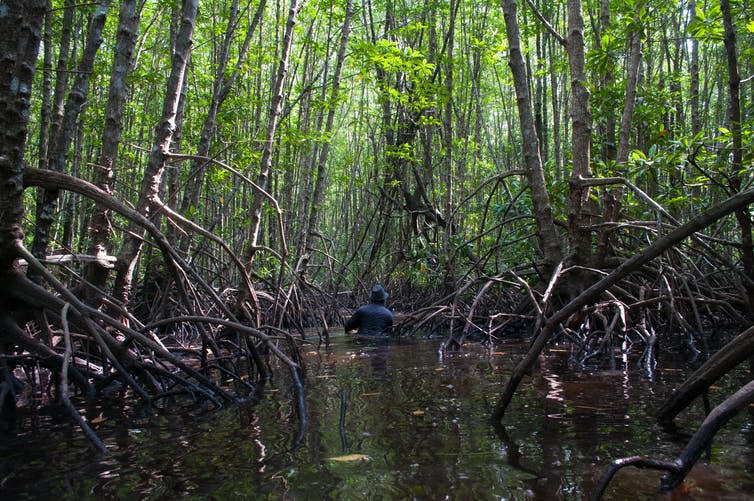 A person walks in water among mangrove roots