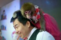 A monkey sits on a trainer's shoulder during a rehearsal at a monkey training school in a zoo in Dongying, eastern China's Shandong province
