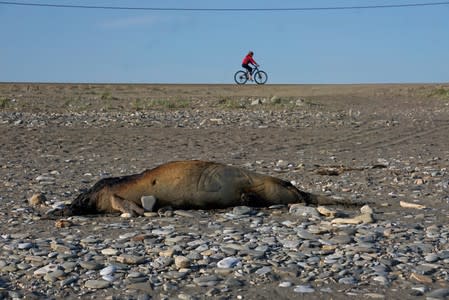 A dead seal is seen on a beach near a cyclist, in Nome