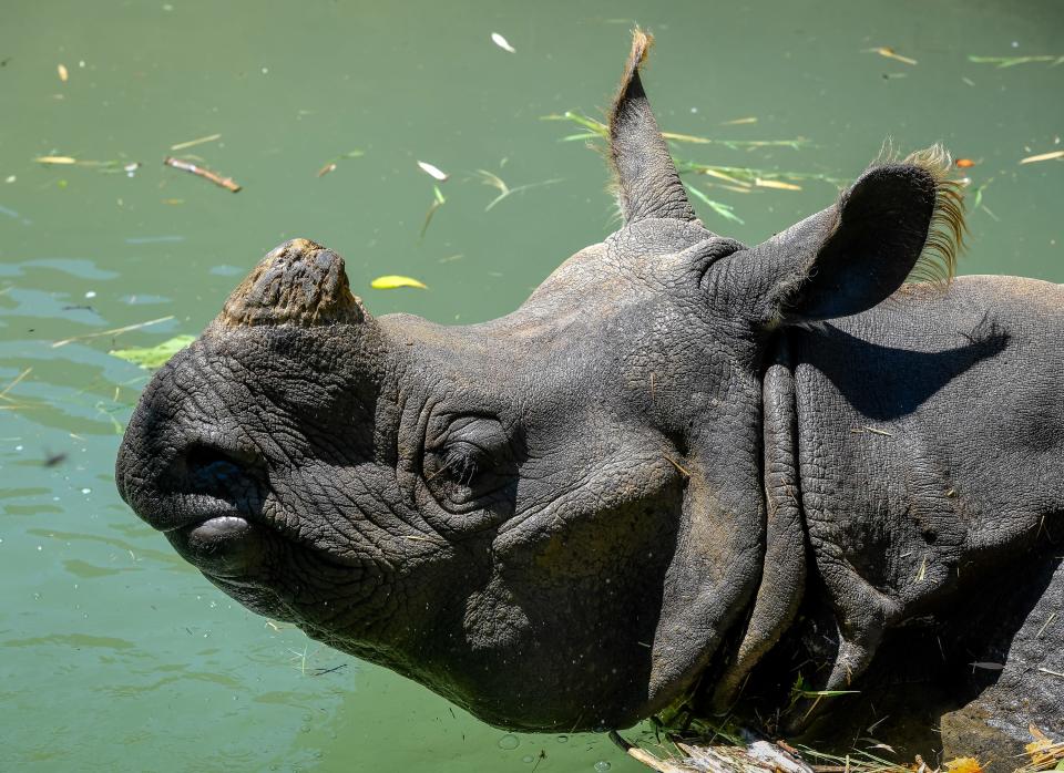 Mechi, an Indian rhinoceros, cools off in the water at Evansville’s Mesker Zoo Park & Botanic Garden on June 15, 2020.