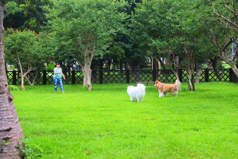 雙北的寵物公園逐漸增多，讓飼主在都市實現與毛小孩一起出遊的願望。圖/台北旅遊網