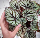 <p>If you want some really good looking plants in your collection, look no further than the unique leaves of the Rex Begonia. These need watering every week or so, but just check the soil and if it feels dry, give them a top up.</p><p>Image: Instagram </p>