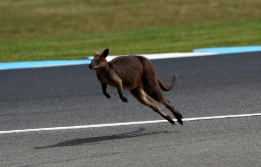 A wallaby invaded the Phillip Island circuit while Moto3 racers were on the track