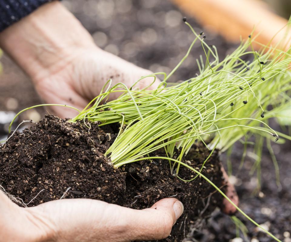 Planting chives in a raised bed