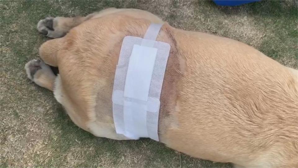 嚇！ 鄰居2比特犬侵門踏戶 咬傷退役搜救犬