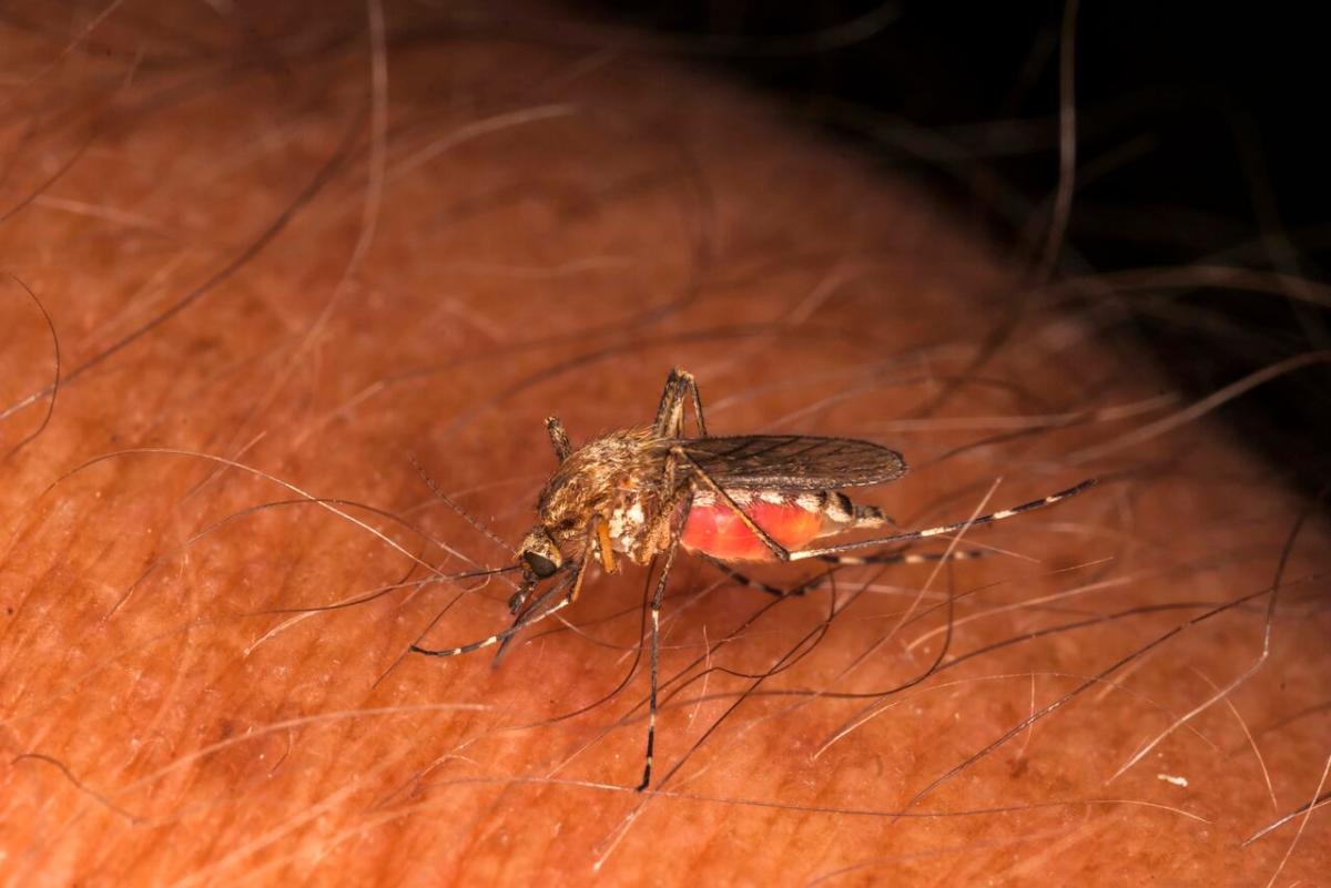 Quebec towns near U.S. border alerted as Vermont faces mosquito-borne illness threat