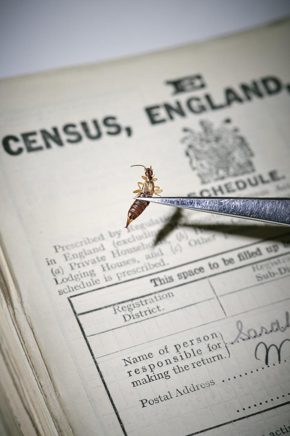 An insect that died at some point in the last 100 years is removed from the pages of the 1921 census during the conservation process (Findmypast/PA) (PA Media)