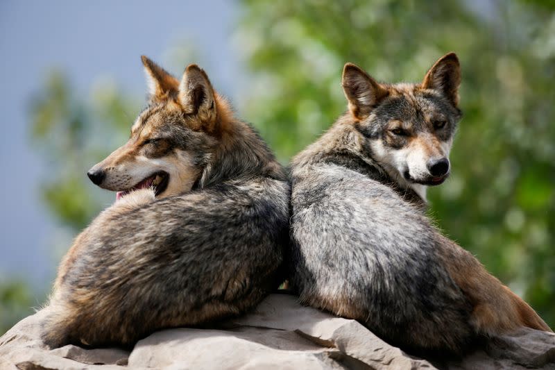 FILE PHOTO: Mexican gray wolves, an endangered native species, are seen resting in their enclosure at the Museo del Desierto in Saltillo