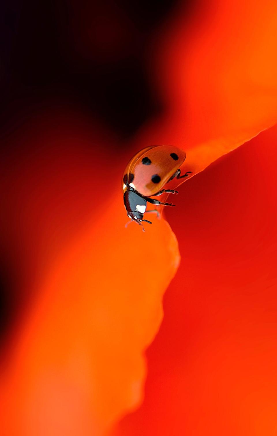 © Jacky Parker Lady In Red CUPOTY