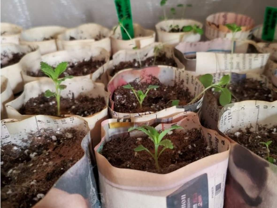 Seedlings growing indoors in newspaper pots. (Submitted by Joanna Tschudy - image credit)