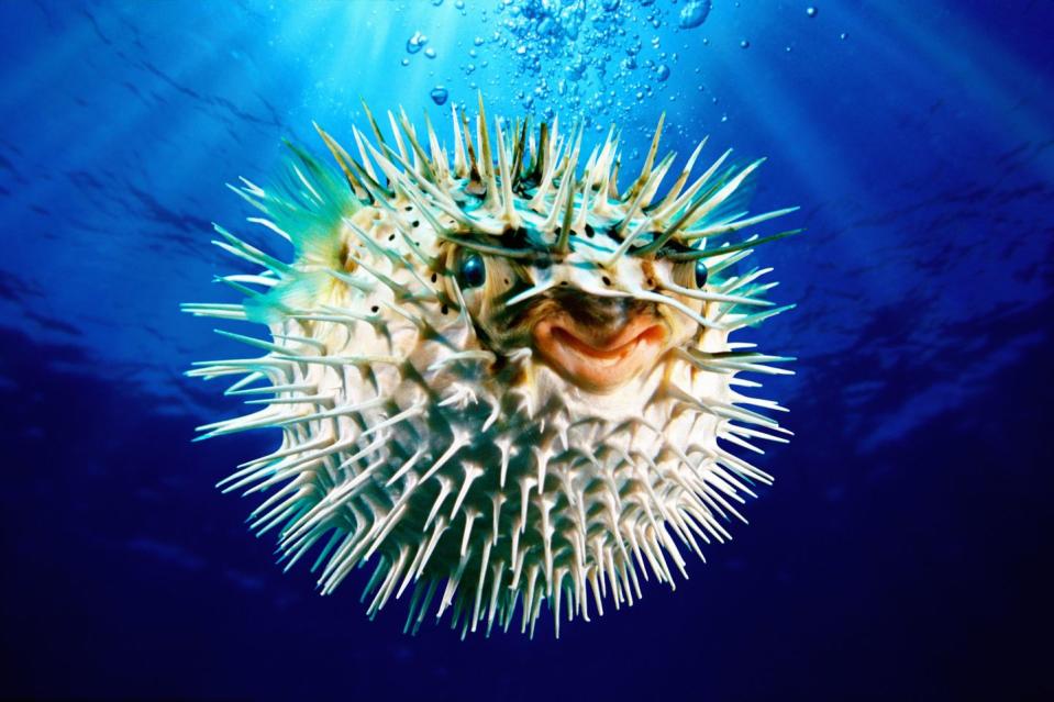 Fugu (Puffer Fish)