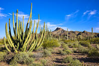 <p>Organ Pipe Cactus National Monument in the Sonoran Desert of southern Arizona. (Photo: iStockphoto/Getty Images) </p>