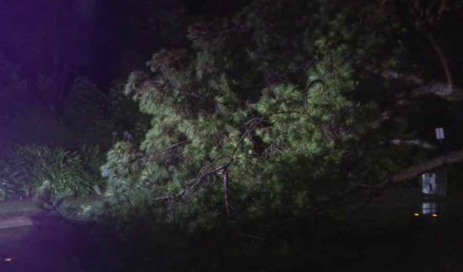A downed tree in La Jolla on Aug. 20, 2023 due to heavy rain and gusty winds brought on by Tropical Storm Hilary. (KSWB/FOX 5)