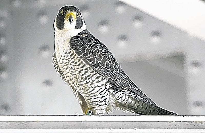 In the 1960s, peregrine falcons had disapeared from New York state, but now, the falcons are nesting on all the Hudson River bridges from the Verrazano north to Albany. Noticing "company" under the Mid-Hudson Bridge, the female peregrine falcon keeps an eye on the intruders to her space.