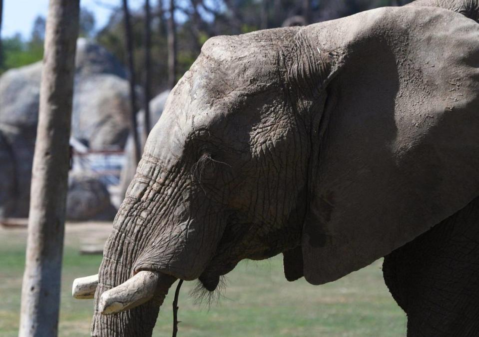 An African savanna elephant walks slowly through the expansive habitat at Fresno Chaffee Zoo, Thursday, April 7, 2022 in Fresno.