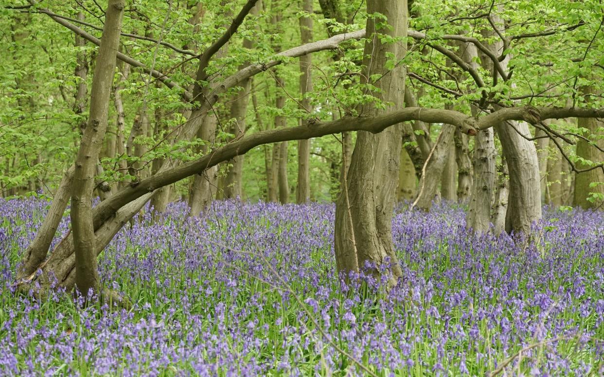Bluebells take over Astonbury Wood in late spring