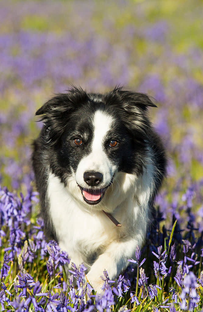 5. Border collie