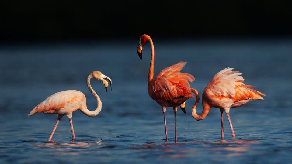 Flamingos feed and preen in Estero Bay Preserve State Park in Estero, Florida, on Monday, September 4, 2023.  - Andrew West/The News-Press/USA Today