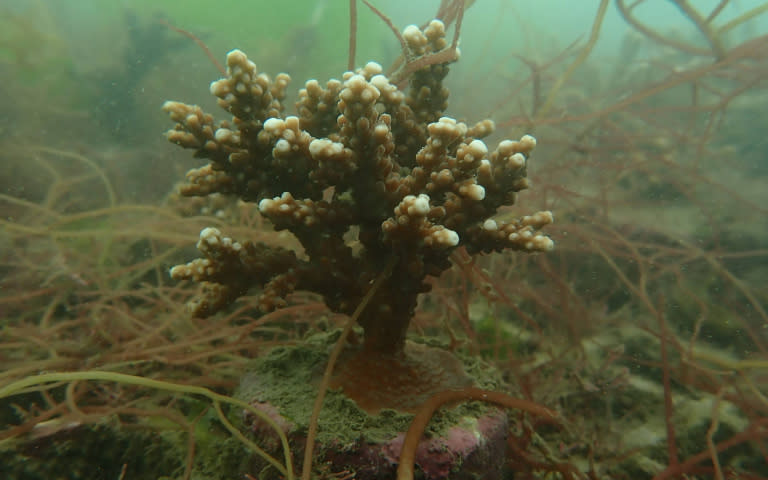 和美漁港復育的珊瑚長勢喜人，今年春天已明顯長高長壯。（圖／新北市漁業處提供）