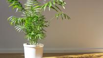 <p> These elegant leafy plants, native to Southern Mexico and Guatemala are one of the most popular houseplants in the world since they look fabulous in any room and are pet-friendly. The leafy fronds work to purify stale air and remove harmful toxins. </p>