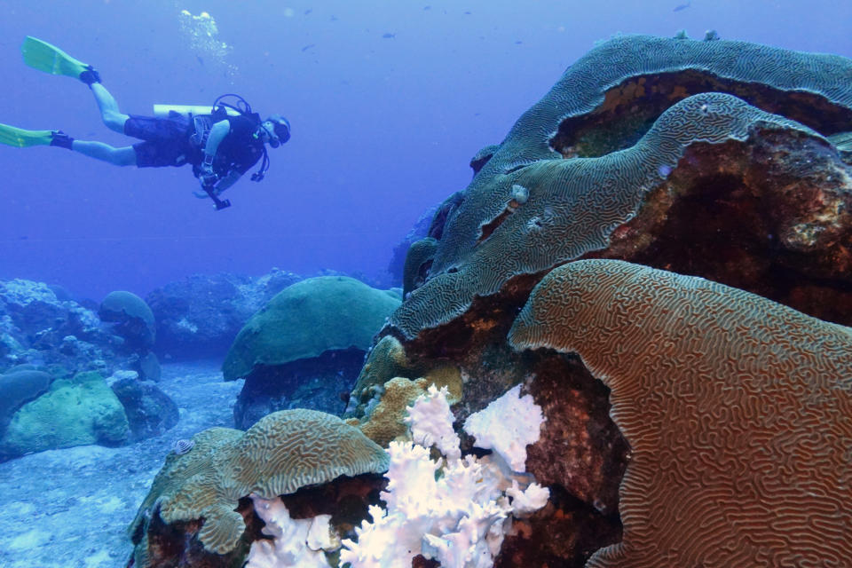 Bleached coral sits next to healthy coral during a scuba dive at the Flower Garden Banks National Marine Sanctuary in the Gulf of Mexico, off the coast of Galveston, Texas, Friday, Sept. 15, 2023. (AP Photo/LM Otero)