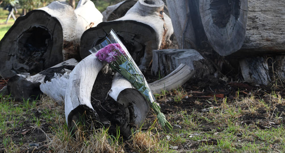 Flowers and cards were laid on a stump of wood in the park. Source: AAP