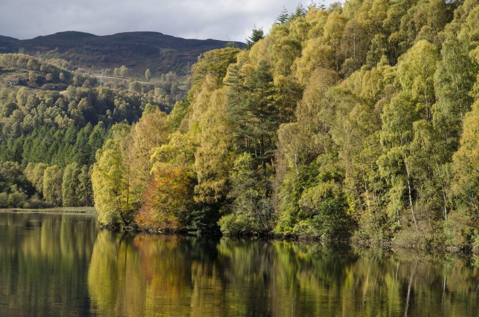 3) Faskally Wood, Perthshire