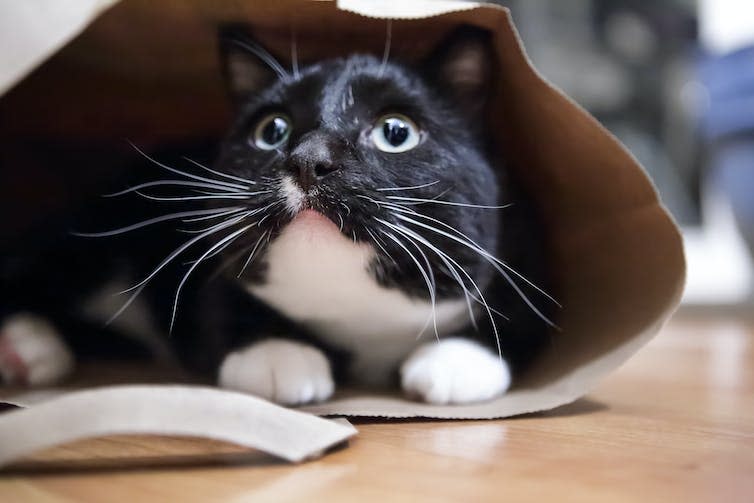 Black and white cat hiding in a paper bag