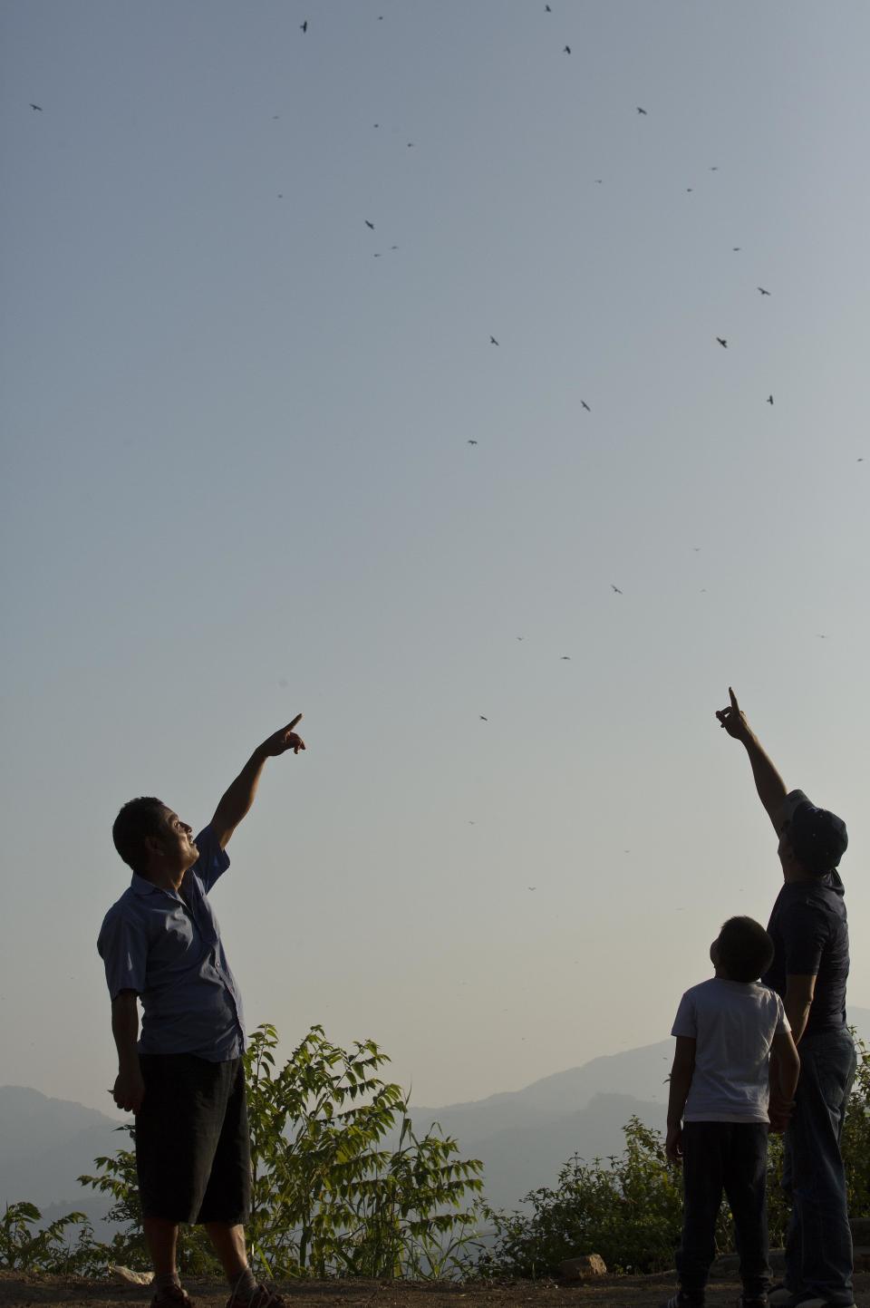 In this Saturday, Nov. 10, 2018 photo, tourists point towards Amur Falcons (Falco amurensis) flying over the Doyang reservoir at Pangti village in Wokha district, in the northeastern Indian state of Nagaland. The 8,000 residents of a remote tribal area in northeastern India are passing through extremely hectic days, playing hosts to millions of the migratory Amur Falcons from Siberia who roost by a massive reservoir before they take off to their final destination—Somalia, Kenya, and South Africa, traversing 22,000 kilometers. (AP Photo/Anupam Nath)