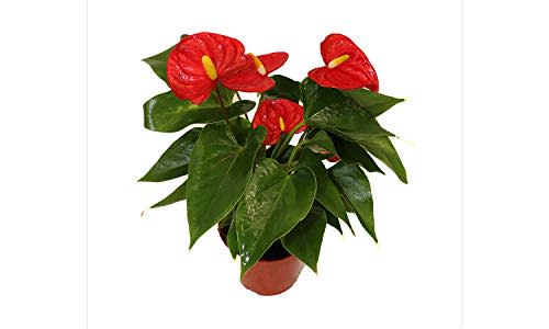 California Tropicals Anthurium Red - Live House Plants Indoor, 4 Inch Pot for Easy Care, Perfect for Office, Home & Flamingo Decor, Real Plant, Plant Gift, Flowering Plants, Sympathy Flowers