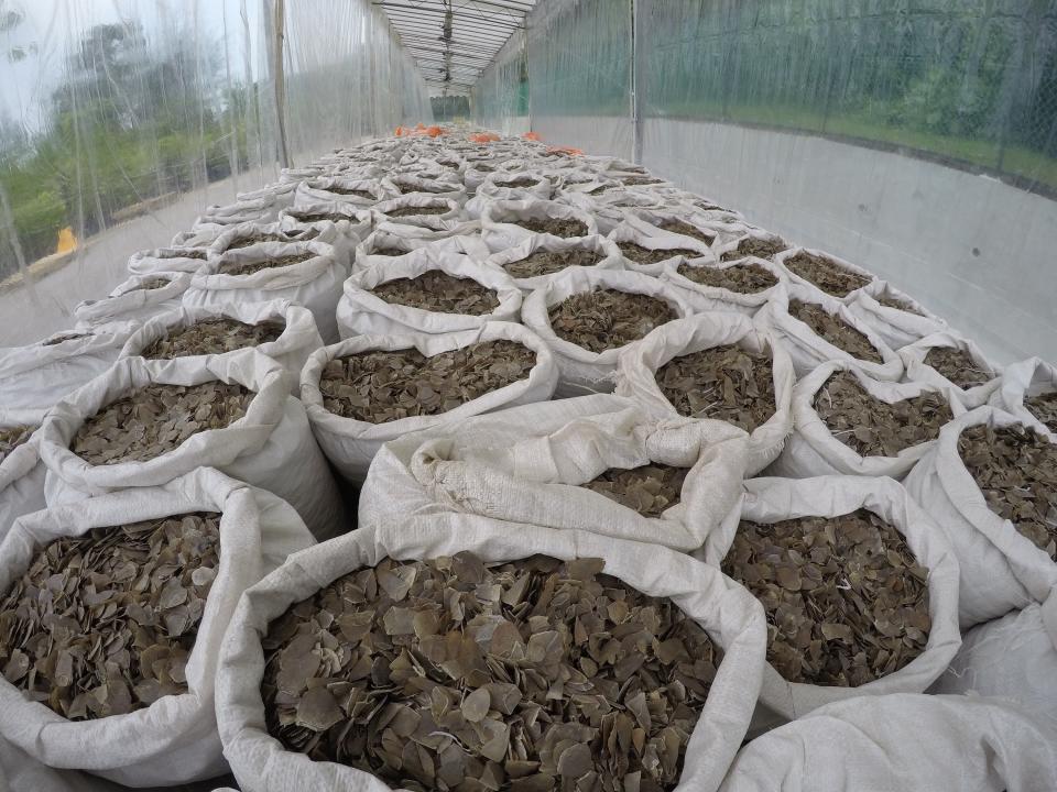 In this April 9, 2019, photo released by the National Parks Board, over 12 tons of pangolin scales worth around US$38.1 million are displayed in an undisclosed site in Singapore. Singapore has seized more than 25 tons of pangolin scales belonging to tens of thousands of the endangered mammals in two busts over the past week, a global record for such seizures. (National Parks Board via AP)