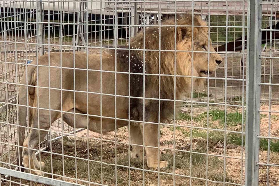 <p>SONIA LOGRE/AFP via Getty </p> Kimba the lion