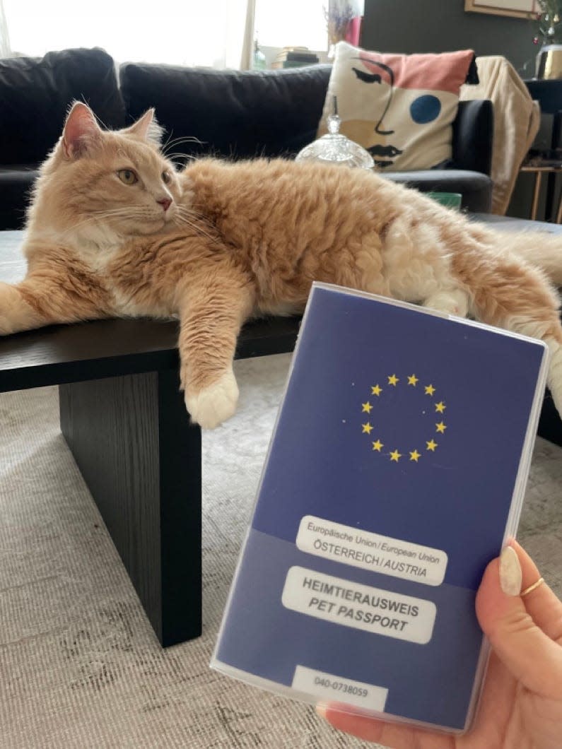 Hand holding a cat's passport in front of an orange cat sitting on a table