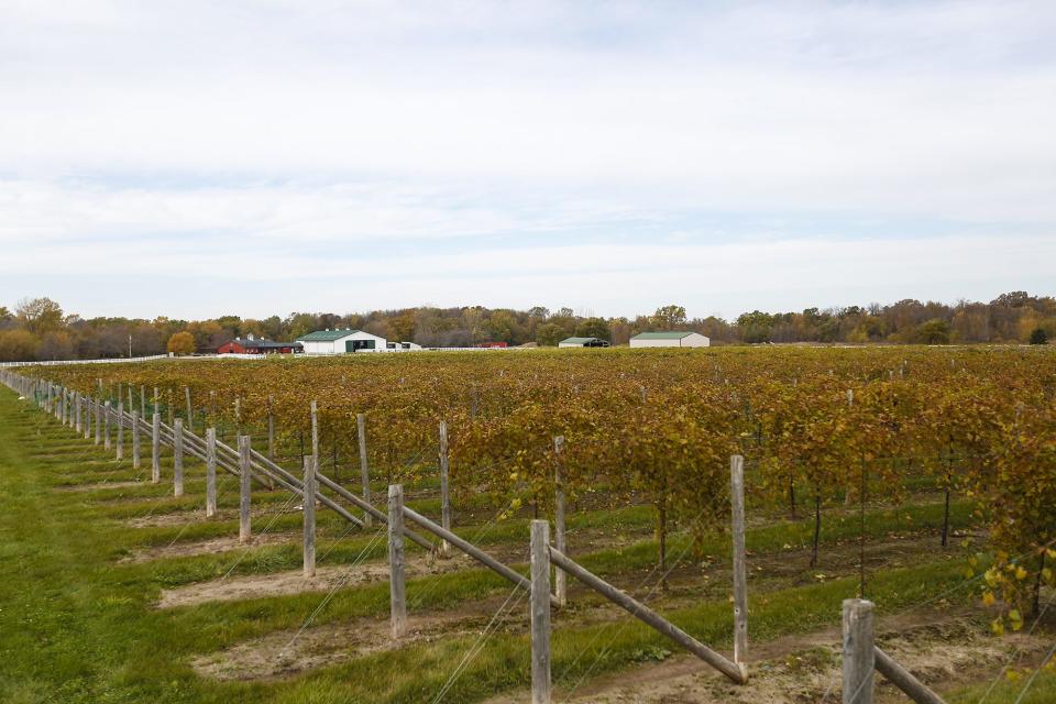 The Sept. 23 Ridge Run at Ziegler Winery will wind through the vineyard.