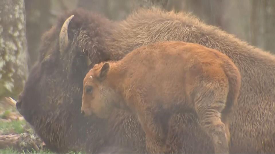 About 11,000 signatures have been gathered on a petition against a housing development in South Park, citing concerns like the environmental impact, potential flooding and disruption to wildlife in the area, including the South Park buffalo preserve.