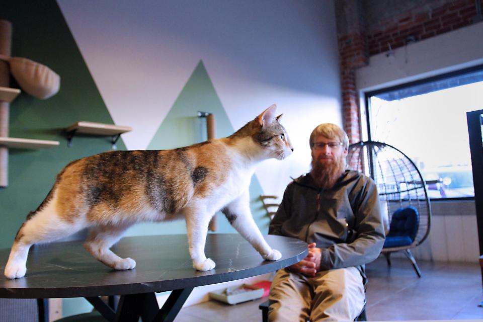 Ryan Murphy looks on as Messa, who loves to be the center of attention, walks across a table at the NoCo Cat Cafe in downtown Loveland on Jan. 12. The NoCo Cat Cafe is a traditional cafe that has adoptable kittens and cats that live on the premises 24/7.