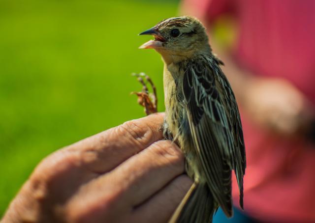 Bird Feathers - World of Birds