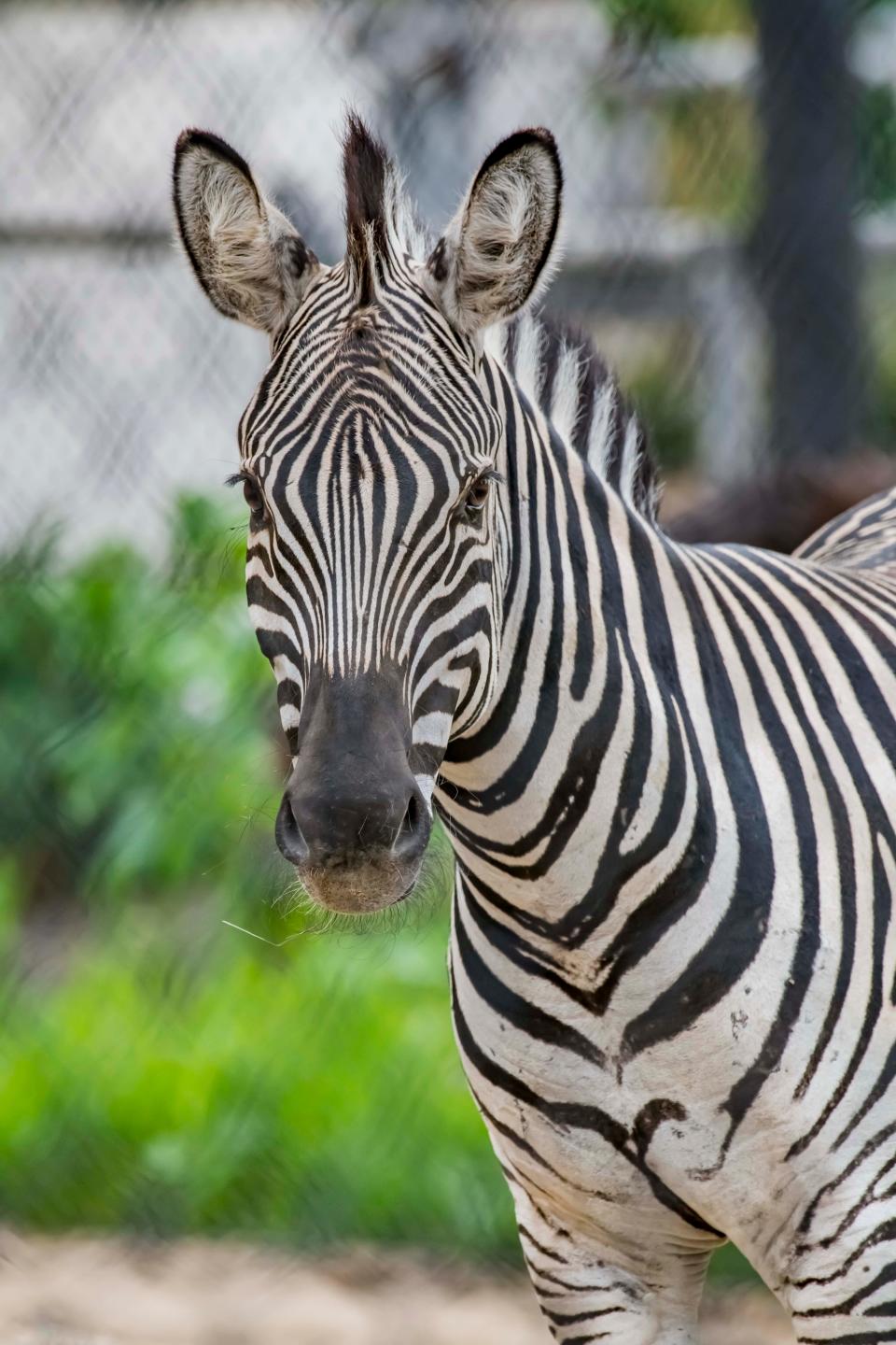 Stuart, a Milwaukee County Zoo zebra, died on May 24, 2023, after colliding with a fence.