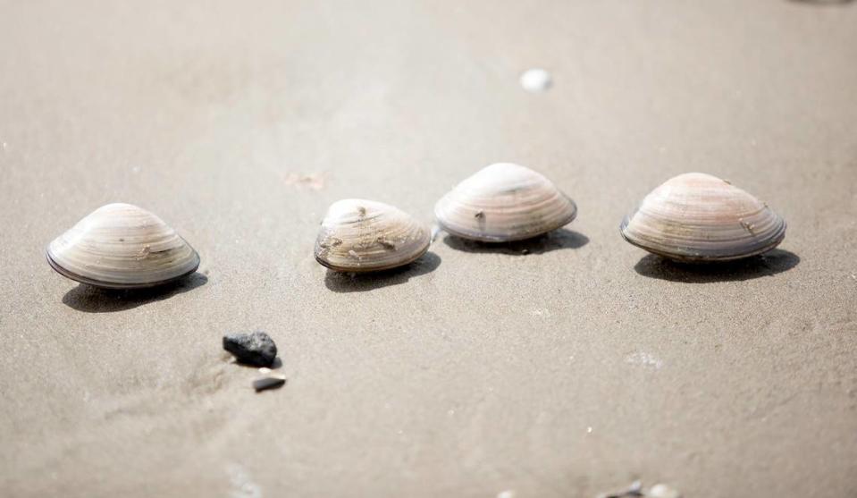 Hundreds of Pismo clams surfaced on SLO County beaches on Friday, Sept. 8, 2023.