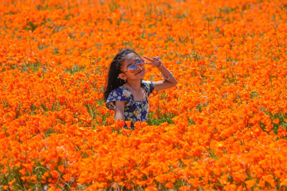 A girl poses for a snapshot in a field of poppies near Lancaster, Calif. The record rainfall in California has resulted in a super bloom: acres of fields with blooming flowers.