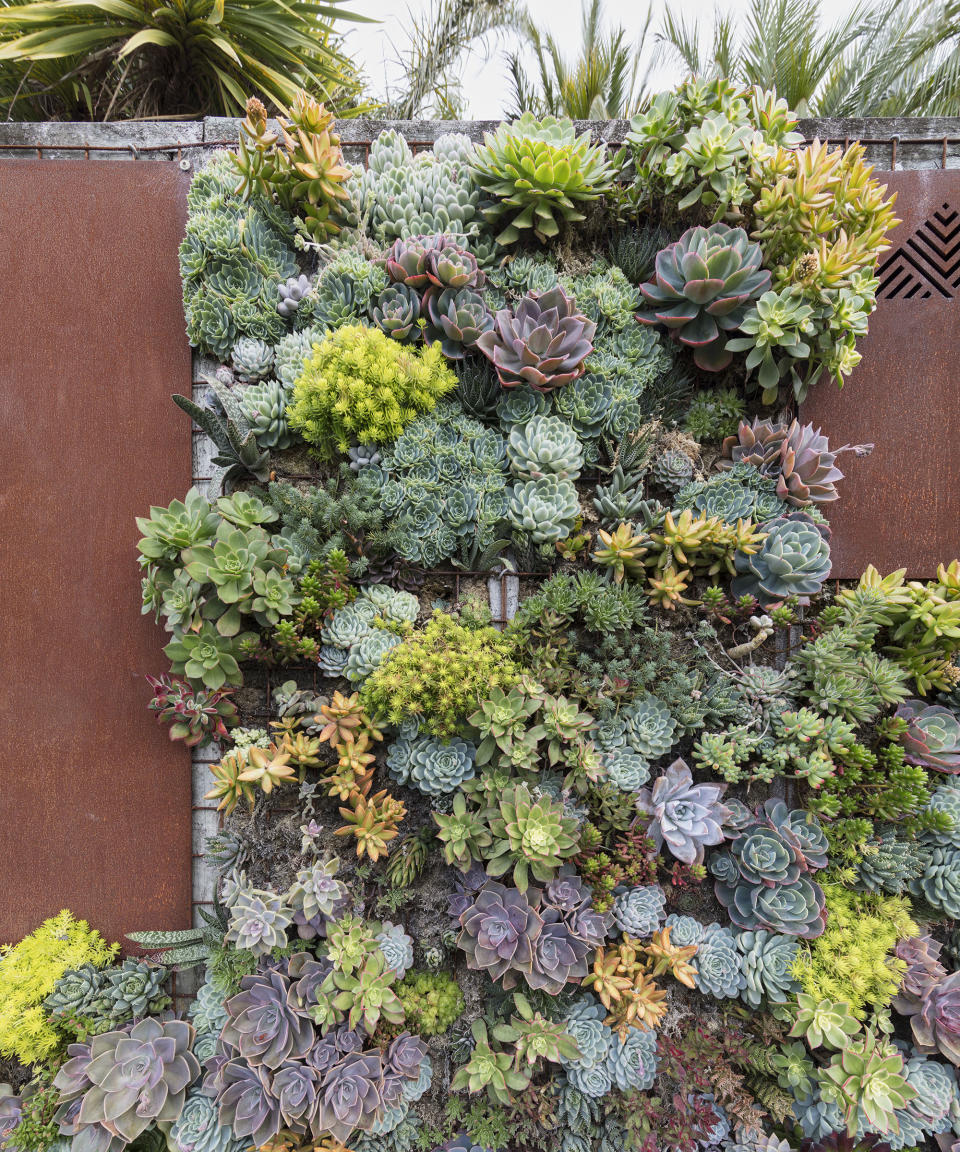 <p> Succulents are ideal if you&apos;re looking for a low maintenance living wall. Other types of living walls require good irrigation and plenty of it. Whereas succulents are some of the best drought tolerant plants and require far less watering than other types of plants.&#xA0; </p> <p> They will still need watering every now and then, particularly if they&apos;re not growing in the ground. They make the ideal plants to pack into frame as they have shallow root systems which don&apos;t take up much space beneath the soil surface.&#xA0; </p> <p> To create vertical succulent gardens, use chicken wire over a base of compost and slot in your succulents. It will take a while for them to grow and cover the whole vertical area so in the meantime use moss to cover up the chicken wire. New plants can be added over time. </p> <p> If you have a stone wall or similar it is possible to just slot succulent cuttings into the cracks and more often than not they will take root and thrive. </p>