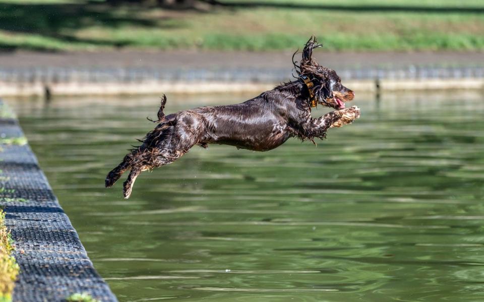 A chocolate Cocker Spaniel cools off in the boating bake in Abington Park, Northampton - Keith J Smith/Alamy Live News