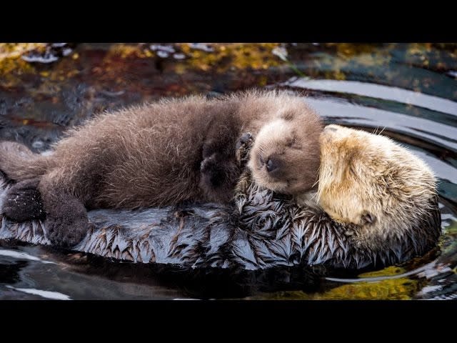 baby otters sleeping