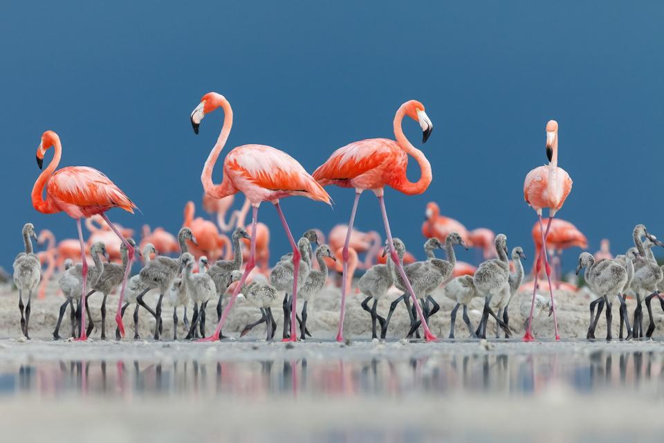 Wildlife Photographer of the Year People’s Choice Award Shortlist - Caribbean crèche by Claudio Contreras Koob, Mexico