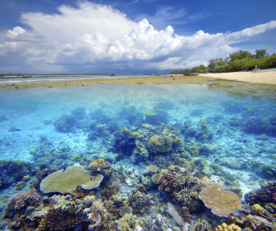 Adopt a Coral Reef