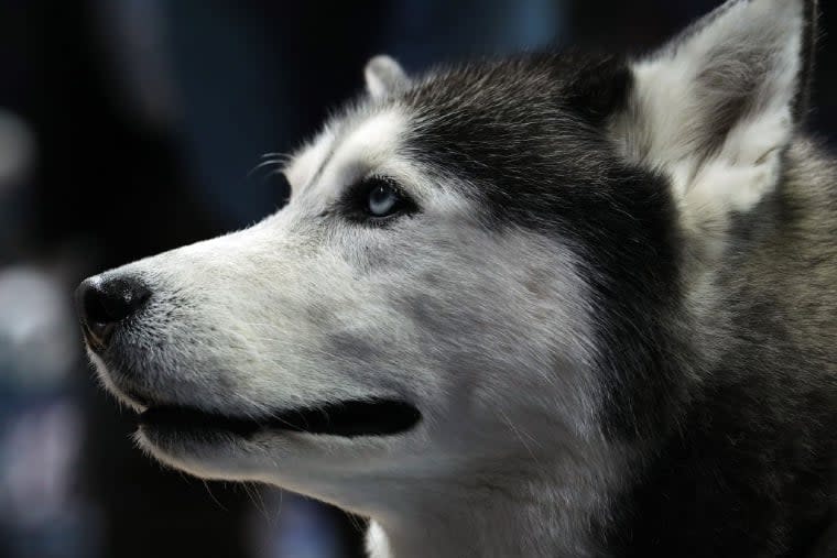 Meet The Mascot: UConn's Jonathan the Husky