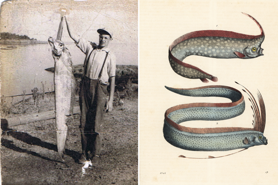 A black and white photo of Ernie Bent at Race Rocks as he holds up a King-of-the-salmon. Old naturalist sketches of an oarfish (right). 