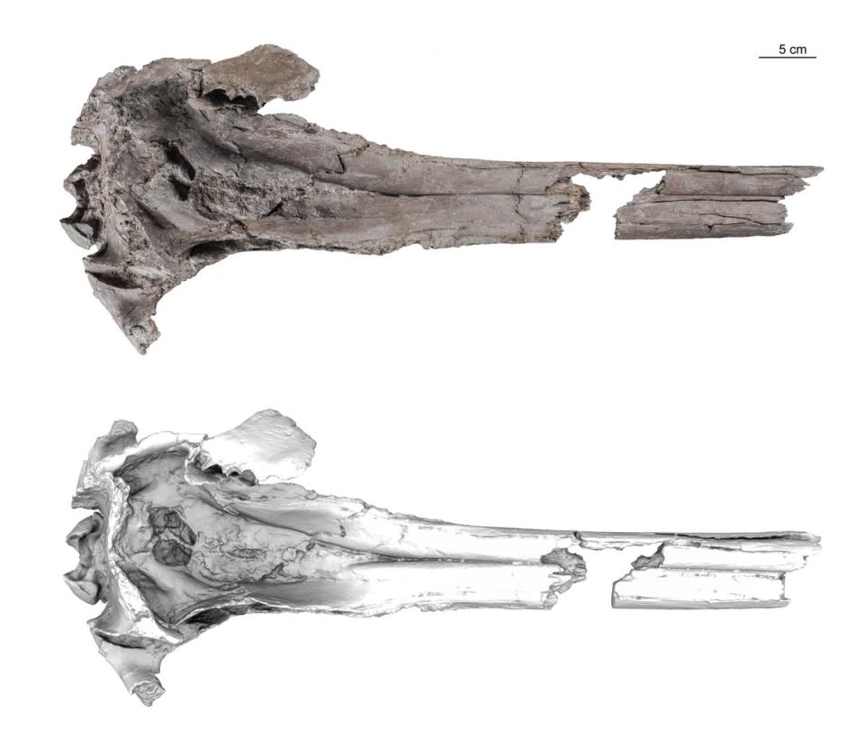 The specimen of the dolphin found by researchers (Aldo Benites-Palomino)