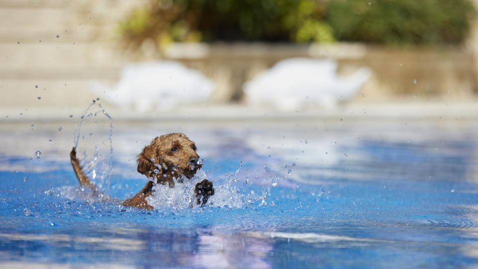 Poodle swimming in blue water